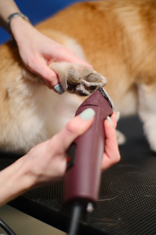 Do You Tip PetSmart Groomers? What's Normal in 2026?